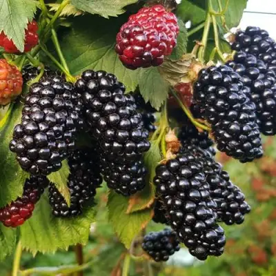 Ежевика НАТЧЕЗ бесшипная  в Орше