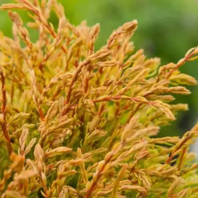 Туя ГОЛДЕН ТАФФЕТ западная в Орше