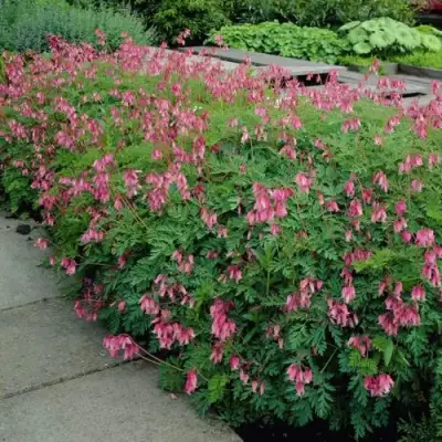 Дицентра изящная в Орше