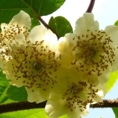 Актинидия АТЛАС (МУЖСКОЙ) киви в Орше