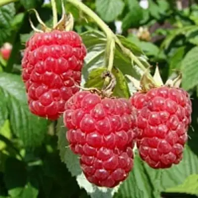 Малиновое дерево ТАРУСА в Орше