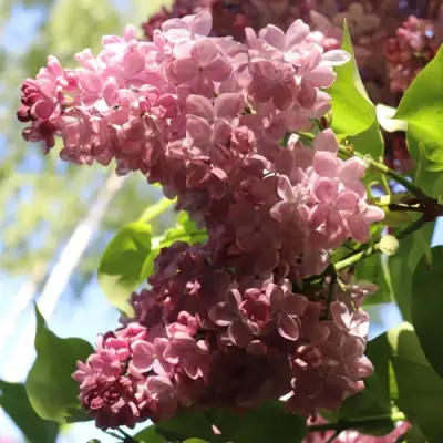 Сирень МЕДОВЫЙ СПАС в Орше