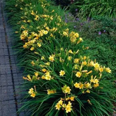 Лилейник СТЕЛЛА ДЕ ОРО гибридный в Орше