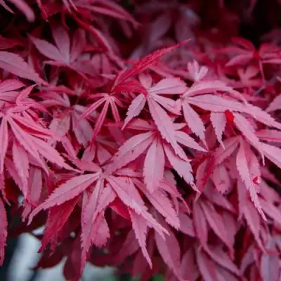 Клен дланевидный АТРОПУРПУРЕУМ в Орше