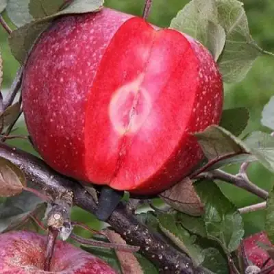 Яблоня РЕД КЕТТИ в Орше