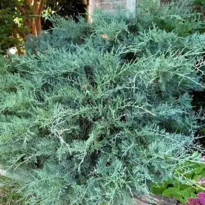 Можжевельник ГРЕЙ ОУЛ виргинский  в Орше