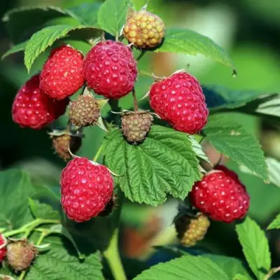 Малиновое дерево СКАЗКА в Орше