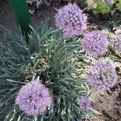 Лук СПИРАЛИС горный в Орше