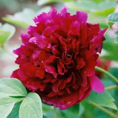 Пион ГАЛАКТИКА травянистый в Орше