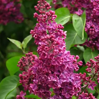 Сирень ЗНАМЯ ЛЕНИНА в Орше