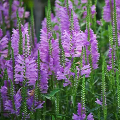 Физостегия РОЗЕЯ виргинская в Орше