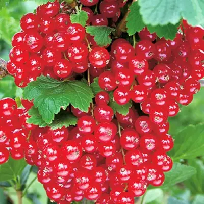 Смородина красная РУДНЕУС в Орше