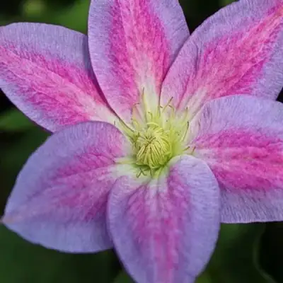 Клематис ЧЕЙНДЖ ОФ ХАРТ в Орше