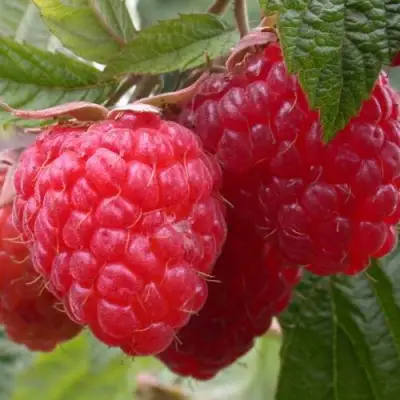 Малина ПИНГВИН в Орше