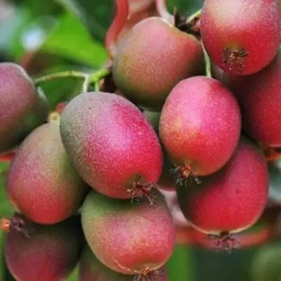 Актинидия ВЕЙКИ аргута в Орше