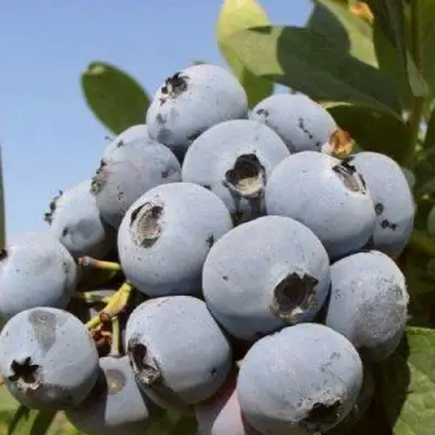 Голубика ЦУКЕР ТРАУБЕ в Орше