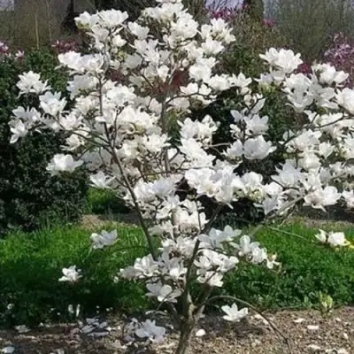 Магнолия АЛЬБА СУПЕРБА в Орше