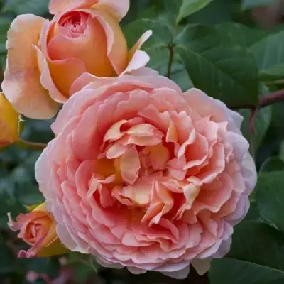 Роза АБРАХАМ ДЕРБИ английская в Орше