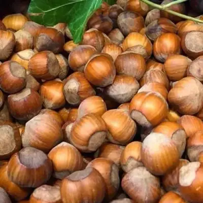 Фундук ТОНДА ДЖИФФОНИ в Орше