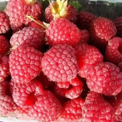 Малина ПОЛЕСЬЕ в Орше