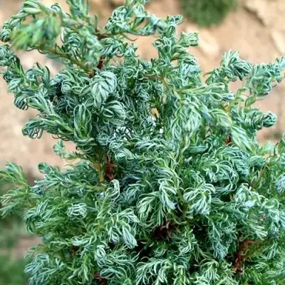 Кипарисовик БЕБИ БЛЮ горохоплодный в Орше