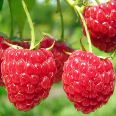 Малина ПИНГВИН в Орше