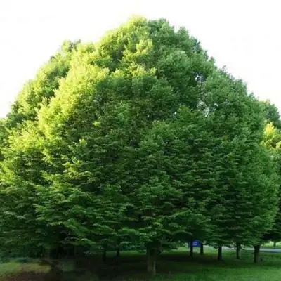 Граб японский в Орше