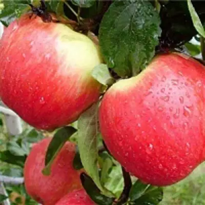 Яблоня ЖЕНЕВА (ЖЕНЕВА ЭРЛИ) в Орше