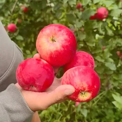 Яблоня АКСЕНА в Орше