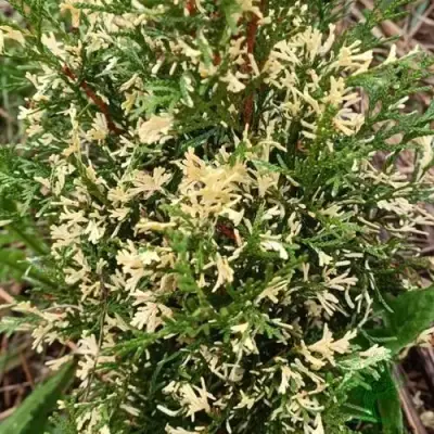 Туя БРАБАНТ ВАРИЕГАТТА западная в Орше