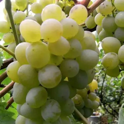Виноград ТАЛИСМАН в Орше