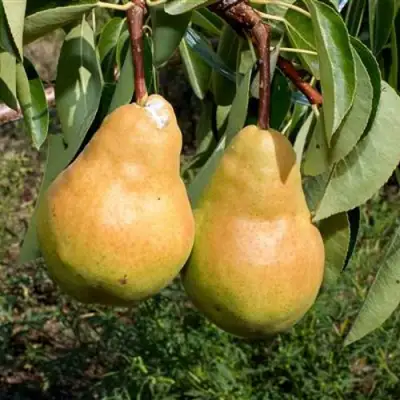 Груша ДЮШЕС ЛЕТНИЙ в Орше