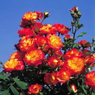 Роза ТАЙФУН спрей в Орше