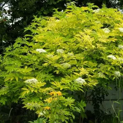 Бузина черная АУРЕА в Орше