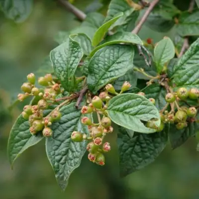 Кизильник пузырчатый в Орше