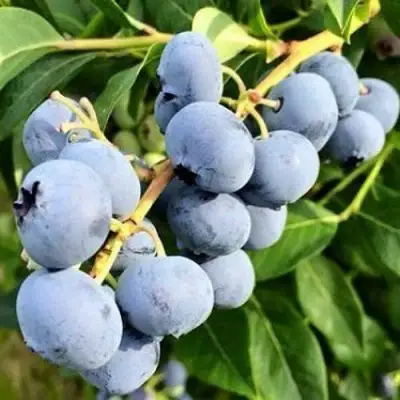 Голубика БЛЮДЖЕЙ в Орше