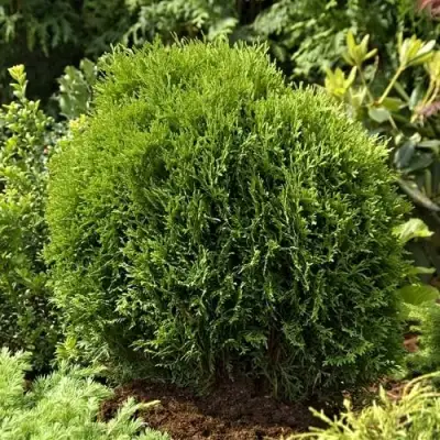 Туя ТИНИ ТИМ западная в Орше