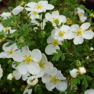 Лапчатка АББОТСВУД кустарниковая в Орше