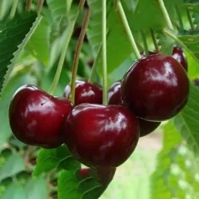 Вишня ЖАДАНА в Орше