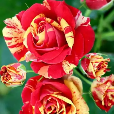 Роза ФАЙЕР ФЛЕШ спрей в Орше