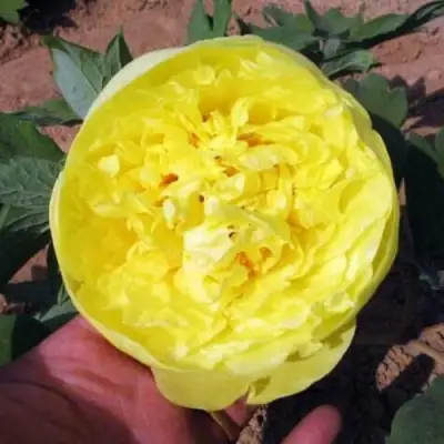 Пион ЗОЛОТО ПОДНЕБЕСНОЙ древовидный в Орше