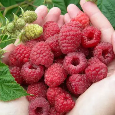 Малина МОЛЛИНГ ДЖУНО в Орше