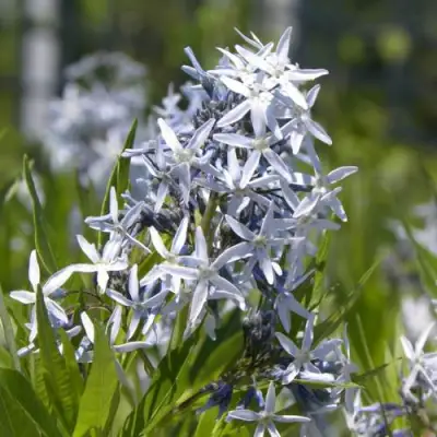 Амсония ТАБЕРНЕМОНТАНА в Орше