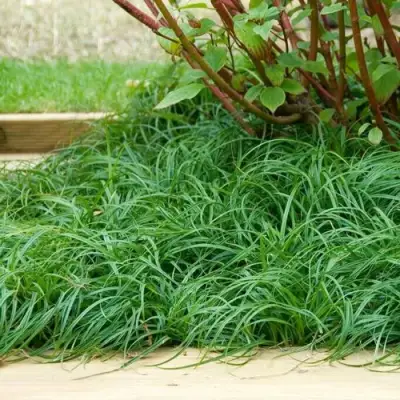 Осока БИТЛЗ в Орше