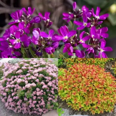 Комплект ЯПОНСКИЙ САД в Орше