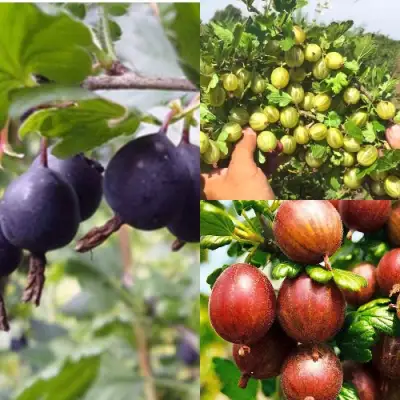 Комплект КРЫЖОВНИК MIX в Орше