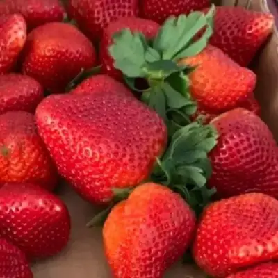 Клубника МОНТЕРЕЙ ремонтантная в Орше