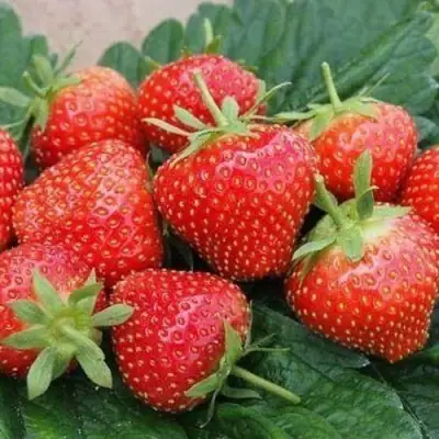 Клубника ЭЛЬСАНТА в Орше