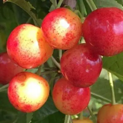 Черешня СОПЕРНИЦА в Орше