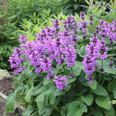 Буквица крупноцветковая в Орше